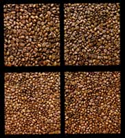 ��� ����